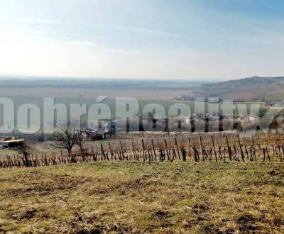 Prodej Vinice, Vinice, mužla vinohrady, Nové Zámky, Slovensko