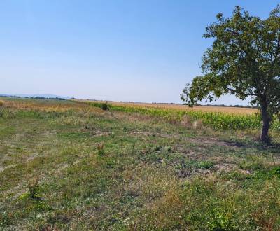 Prodej Pozemky - bydlení, Pozemky - bydlení, Hlavná, Trebišov, Slovens