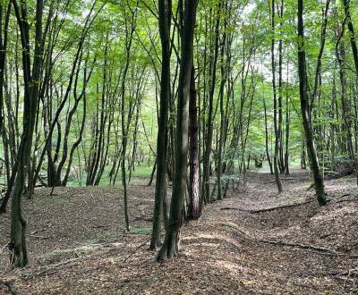 Prodej Zemědělské a lesní, Zemědělské a lesní, Bardejov, Slovensko