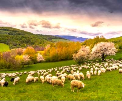 Prodej Zemědělské a lesní, Zemědělské a lesní, Rožňava, Slovensko