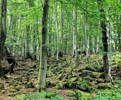 Prodej Zemědělské a lesní, Zemědělské a lesní, Levice, Slovensko