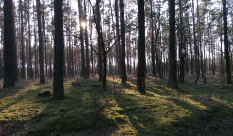 Prodej Zemědělské a lesní, Zemědělské a lesní, Malacky, Slovensko