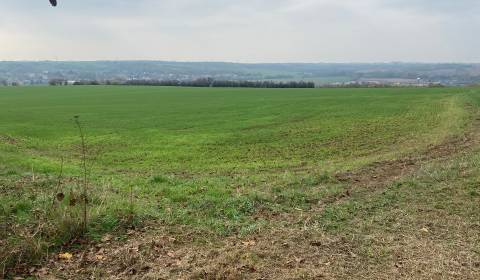 Prodej Vinice, Vinice, Zadná hora - Vinice, Levice, Slovensko