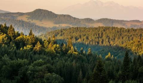 Prodej Zemědělské a lesní, Zemědělské a lesní, Svidník, Slovensko