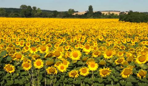 Prodej Zemědělské a lesní, Zemědělské a lesní, Levice, Slovensko