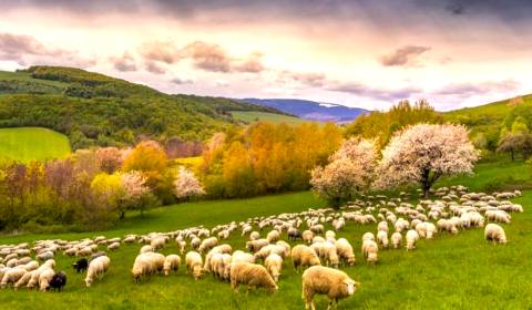 Prodej Zemědělské a lesní, Zemědělské a lesní, Rožňava, Slovensko