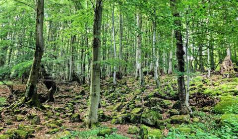 Prodej Zemědělské a lesní, Zemědělské a lesní, Levice, Slovensko