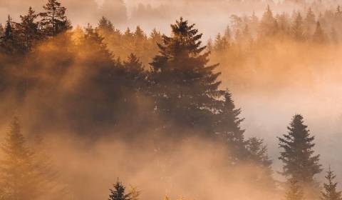 Prodej Zemědělské a lesní, Zemědělské a lesní, Michalovce, Slovensko