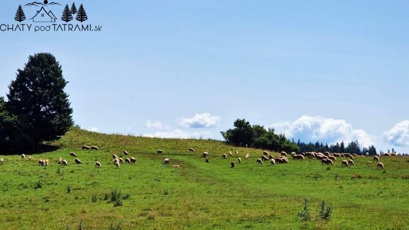 predaj_chalupa_dom_lehota_nizke_tatry_33.jpg